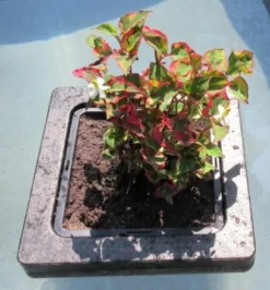 Insel Mit Houttuynia Cordata Chameleon / Chamäleon-Pflanze