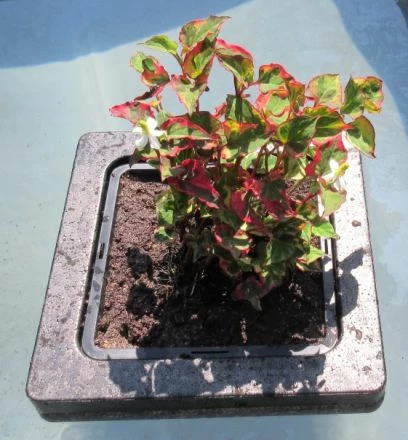 Insel Mit Houttuynia Cordata Chameleon / Chamäleon-Pflanze 3 Insel Mit Houttuynia Cordata Chameleon / Chamäleon-Pflanze