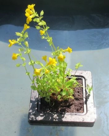 Insel Mit Mimulus Luteus / Gelbe Gauklerblume 3 Insel Mit Mimulus Luteus / Gelbe Gauklerblume