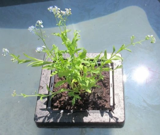 Insel Mit Myosotis Palustris / Sumpfvergißmeinnicht 3 Insel Mit Myosotis Palustris / Sumpfvergißmeinnicht