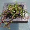 Insel Mit Rotala Indica / Kleinblättrige Rotala -Hobby || DENNERLE || Flamingo Verkäufe S6090270 6wf 1 1