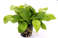 Anubias Quartett: 4x Anubias-Töpfe = Barteri + Nana + Petite + Golden, Barschfeste Wasserpflanzen -Hobby || DENNERLE || Flamingo Verkäufe S6 4wf 1 10