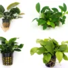 Anubias Quartett: 4x Anubias-Töpfe = Barteri + Nana + Petite + Golden, Barschfeste Wasserpflanzen 1 Anubias Quartett: 4x Anubias-Töpfe = Barteri + Nana + Petite + Golden, Barschfeste Wasserpflanzen -Hobby || DENNERLE || Flamingo Verkäufe S6 4wf 1 2