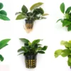 Anubias Sextett: 6x Anubias-Töpfe = Barteri + Nana + Petite + Golden + Coffeefolia + Congensis, Barschfeste Wasserpflanzen -Hobby || DENNERLE || Flamingo Verkäufe S6 6wf 1 1