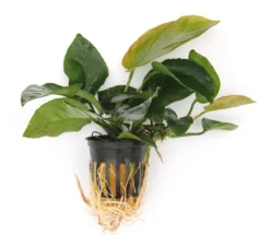 Anubias Sextett: 6x Anubias-Töpfe = Barteri + Nana + Petite + Golden + Coffeefolia + Congensis, Barschfeste Wasserpflanzen -Hobby || DENNERLE || Flamingo Verkäufe S6 6wf 1 4