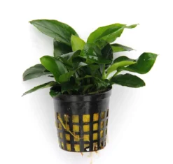 Anubias Sextett: 6x Anubias-Töpfe = Barteri + Nana + Petite + Golden + Coffeefolia + Congensis, Barschfeste Wasserpflanzen -Hobby || DENNERLE || Flamingo Verkäufe S6 6wf 1 8
