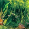 Rio Xingu - Pflanzenlandschaft Für Ein 160-200 Liter Aquarium 1 Rio Xingu - Pflanzenlandschaft Für Ein 160-200 Liter Aquarium -Hobby || DENNERLE || Flamingo Verkäufe S9075DE 1 1