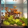 Ludwigia Cube 30 Liter - Pflanzenlandschaft Für Einen 30 Liter Nano Cube -Hobby || DENNERLE || Flamingo Verkäufe S9143DE 1 1