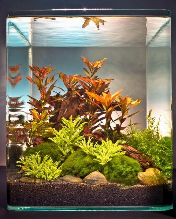 Ludwigia Cube 30 Liter - Pflanzenlandschaft Für Einen 30 Liter Nano Cube 3 Ludwigia Cube 30 Liter - Pflanzenlandschaft Für Einen 30 Liter Nano Cube