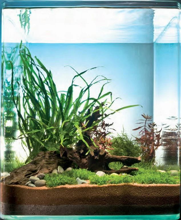 In-Vitro Riccardia Cube 30 Liter - Pflanzenlandschaft Für Einen 30 Liter Nano Cube 3 In-Vitro Riccardia Cube 30 Liter - Pflanzenlandschaft Für Einen 30 Liter Nano Cube