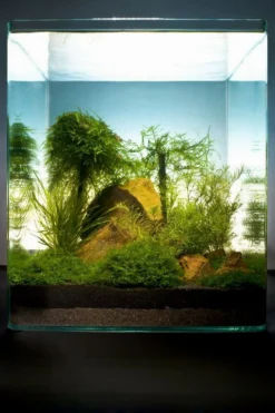 Bamboo Cube 30 Liter - Pflanzenlandschaft Für Einen 30 Liter Nano Cube