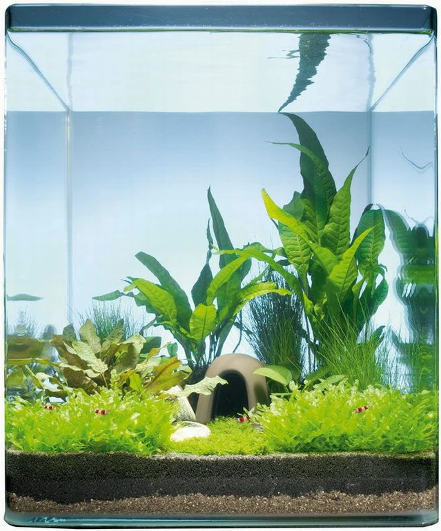 Java Paradise 20 Liter - Pflanzenlandschaft Für Einen 20 Liter Nano Cube 3 Java Paradise 20 Liter - Pflanzenlandschaft Für Einen 20 Liter Nano Cube