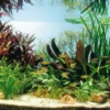Kupfer Salmler - Pflanzenlandschaft Für Ein 160-200 Liter Aquarium 1 Kupfer Salmler - Pflanzenlandschaft Für Ein 160-200 Liter Aquarium -Hobby || DENNERLE || Flamingo Verkäufe S9264DE 1 1