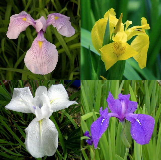 4 Töpfe Wasserschwert-Lilien - Iris In 4 Verschiedene Farben, Rosa, Blau, Weiß, Gelb 3 4 Töpfe Wasserschwert-Lilien - Iris In 4 Verschiedene Farben, Rosa, Blau, Weiß, Gelb