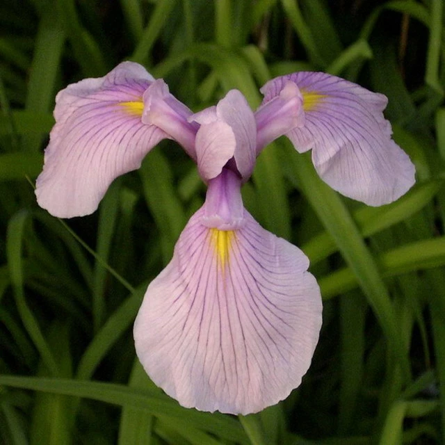 4 Töpfe Wasserschwert-Lilien - Iris In 4 Verschiedene Farben, Rosa, Blau, Weiß, Gelb 4 4 Töpfe Wasserschwert-Lilien - Iris In 4 Verschiedene Farben, Rosa, Blau, Weiß, Gelb – Bild 2