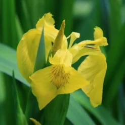 4 Töpfe Wasserschwert-Lilien - Iris In 4 Verschiedene Farben, Rosa, Blau, Weiß, Gelb 9 4 Töpfe Wasserschwert-Lilien - Iris In 4 Verschiedene Farben, Rosa, Blau, Weiß, Gelb -Hobby || DENNERLE || Flamingo Verkäufe SG004wf 1 4