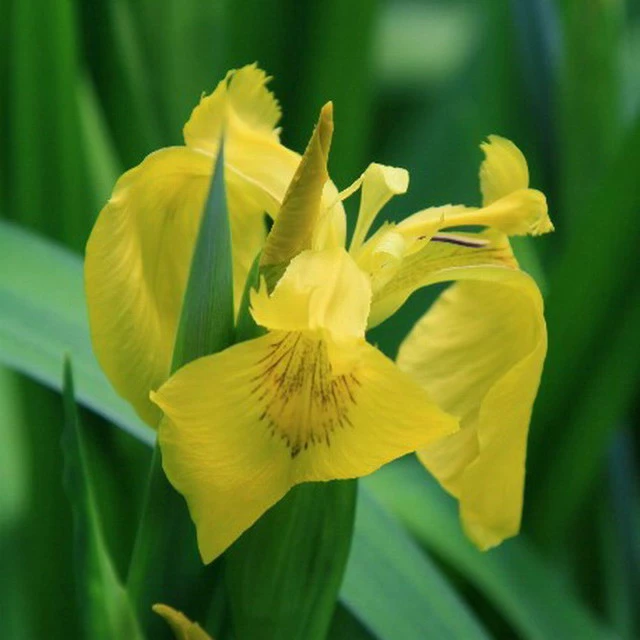 4 Töpfe Wasserschwert-Lilien - Iris In 4 Verschiedene Farben, Rosa, Blau, Weiß, Gelb 5 4 Töpfe Wasserschwert-Lilien - Iris In 4 Verschiedene Farben, Rosa, Blau, Weiß, Gelb – Bild 3