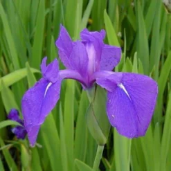 4 Töpfe Wasserschwert-Lilien - Iris In 4 Verschiedene Farben, Rosa, Blau, Weiß, Gelb 11 4 Töpfe Wasserschwert-Lilien - Iris In 4 Verschiedene Farben, Rosa, Blau, Weiß, Gelb -Hobby || DENNERLE || Flamingo Verkäufe SG004wf 1 6