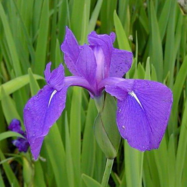 4 Töpfe Wasserschwert-Lilien - Iris In 4 Verschiedene Farben, Rosa, Blau, Weiß, Gelb 7 4 Töpfe Wasserschwert-Lilien - Iris In 4 Verschiedene Farben, Rosa, Blau, Weiß, Gelb – Bild 5