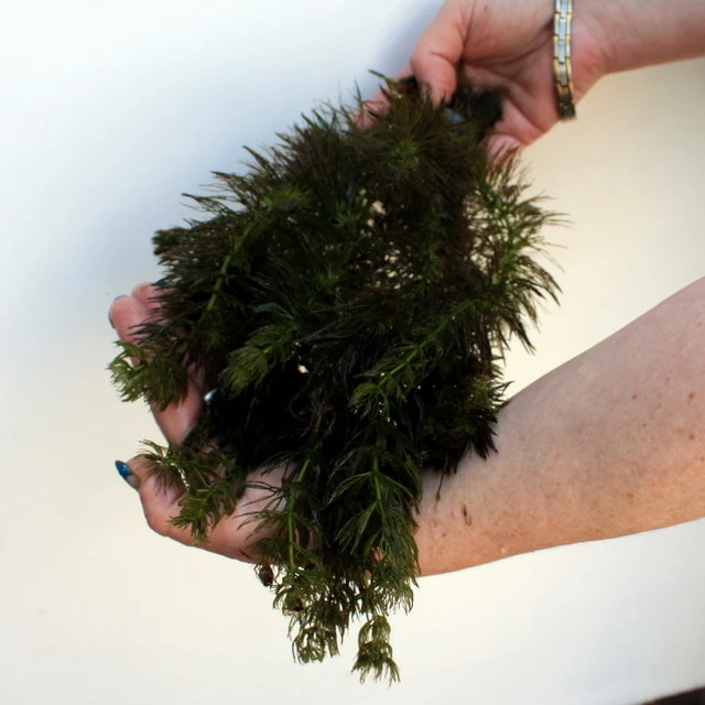 25 Unterwasserpflanzen Teich-Sortiment, Sauerstoffpflanzen-Set 4 25 Unterwasserpflanzen Teich-Sortiment, Sauerstoffpflanzen-Set – Bild 2