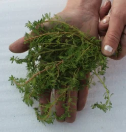 25 Unterwasserpflanzen Teich-Sortiment, Sauerstoffpflanzen-Set 9 25 Unterwasserpflanzen Teich-Sortiment, Sauerstoffpflanzen-Set -Hobby || DENNERLE || Flamingo Verkäufe SG025wf 1 5