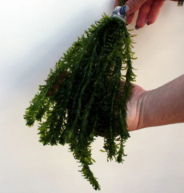 25 Unterwasserpflanzen Teich-Sortiment, Sauerstoffpflanzen-Set 6 25 Unterwasserpflanzen Teich-Sortiment, Sauerstoffpflanzen-Set – Bild 4