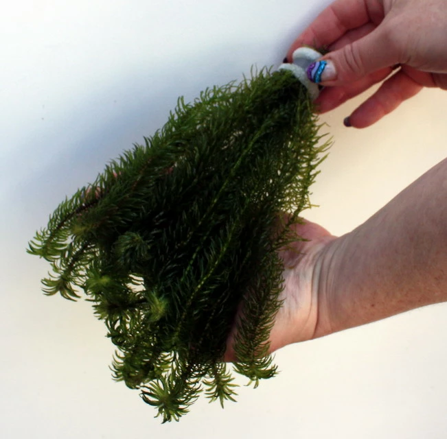 25 Unterwasserpflanzen Teich-Sortiment, Sauerstoffpflanzen-Set 7 25 Unterwasserpflanzen Teich-Sortiment, Sauerstoffpflanzen-Set – Bild 5