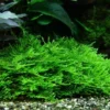 In-Vitro Stachelmoos / Taxiphyllum Spec. Spiky-Moss, Moos