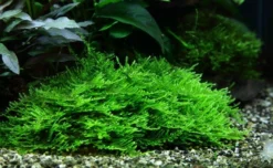 In-Vitro Stachelmoos / Taxiphyllum Spec. Spiky-Moss, Moos