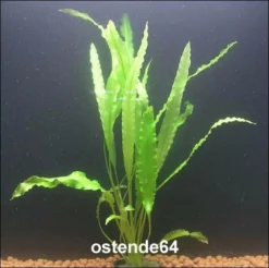 Krause Wasserähre / Aponogeton Crispus