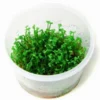 1-2-GROW! *NEU* Mini-Kleeblatt / Marsilea Minuta Von TROPICA *NEU* -Hobby || DENNERLE || Flamingo Verkäufe T010BTC T 1 1