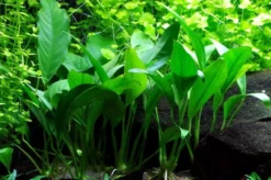 Anubias Angustifolia Afzelii / Kleine Schmalblättrige Anubias