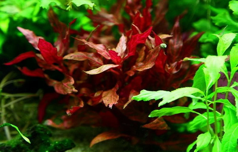 NEU! Kleines Rosanerviges Papageienblatt / Alternanthera 'Rosanervig' - A. Reineckii ´Red Ruby´ 4 NEU! Kleines Rosanerviges Papageienblatt / Alternanthera 'Rosanervig' - A. Reineckii ´Red Ruby´ – Bild 2