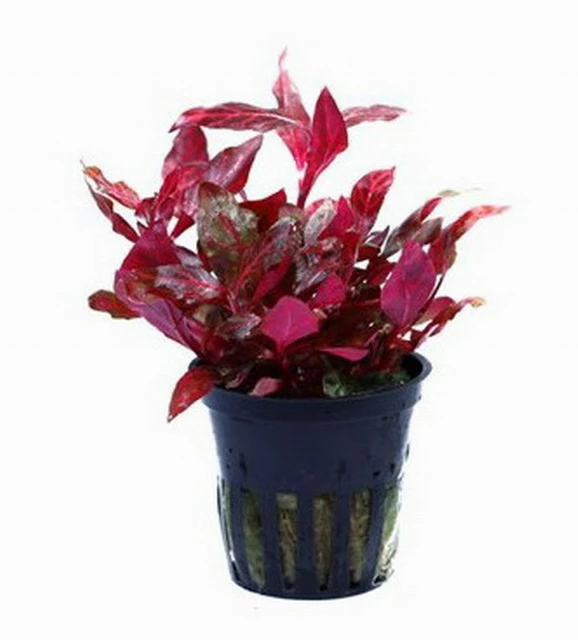 NEU! Kleines Rosanerviges Papageienblatt / Alternanthera 'Rosanervig' - A. Reineckii ´Red Ruby´ 5 NEU! Kleines Rosanerviges Papageienblatt / Alternanthera 'Rosanervig' - A. Reineckii ´Red Ruby´ – Bild 3