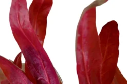 Rosablättriges Papageienblatt / Alternanthera Reineckii PINK Im Topf 6 Rosablättriges Papageienblatt / Alternanthera Reineckii PINK Im Topf -Hobby || DENNERLE || Flamingo Verkäufe T023 T 1 2