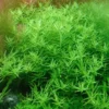 Große Grüne Rotala / Rotala Species 'Green' 1 Große Grüne Rotala / Rotala Species 'Green' -Hobby || DENNERLE || Flamingo Verkäufe T033A T 1