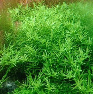 Große Grüne Rotala / Rotala Species 'Green' 3 Große Grüne Rotala / Rotala Species 'Green'