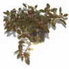 Rubinrote Ludwigie / Ludwigia Repens RUBIN Im Topf -Hobby || DENNERLE || Flamingo Verkäufe T033D T 1 1