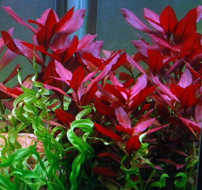 Rubinrote Ludwigie / Ludwigia Repens RUBIN Im Topf 4 Rubinrote Ludwigie / Ludwigia Repens RUBIN Im Topf – Bild 2