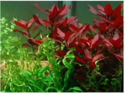 Rubinrote Ludwigie / Ludwigia Repens RUBIN Im Topf 7 Rubinrote Ludwigie / Ludwigia Repens RUBIN Im Topf -Hobby || DENNERLE || Flamingo Verkäufe T033D T 1 3