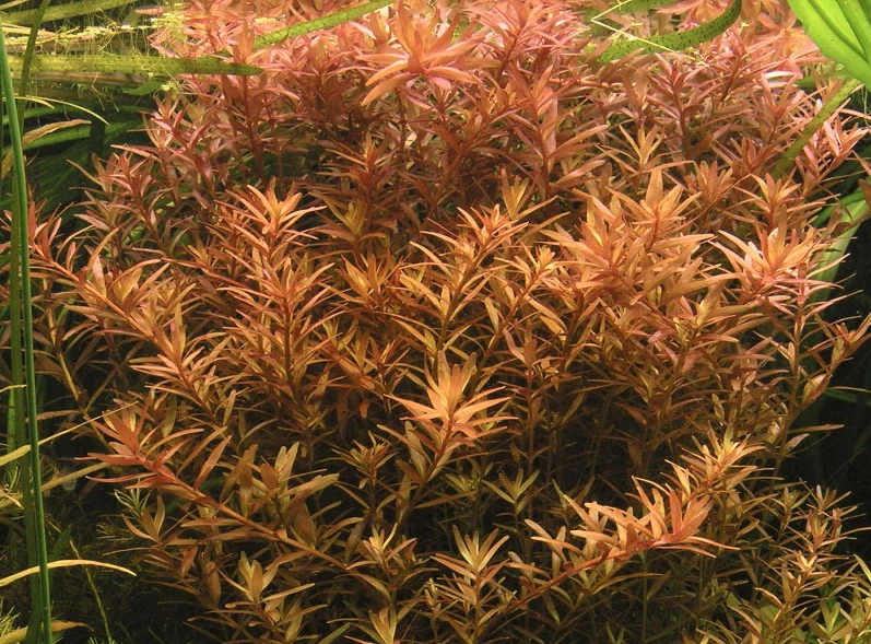 In-Vitro Kleine Rotala / Rotala Indica - Rotundifolia 3 In-Vitro Kleine Rotala / Rotala Indica - Rotundifolia