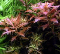 Meerjungfrauenpflanze / Proserpinaca Palustris Cuba -Hobby || DENNERLE || Flamingo Verkäufe T037C T 1 2