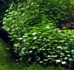 Kleinblättriger Wassernabel / Hydrocotyle Sibthorpioides - Maritima