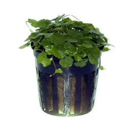 Kleinblättriger Wassernabel / Hydrocotyle Sibthorpioides - Maritima 9 Kleinblättriger Wassernabel / Hydrocotyle Sibthorpioides - Maritima -Hobby || DENNERLE || Flamingo Verkäufe T039A T 1 4