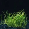 Mauritius-Graspflanze / Lilaeopsis Mauritiana Im Topf -Hobby || DENNERLE || Flamingo Verkäufe T040B T 1 1