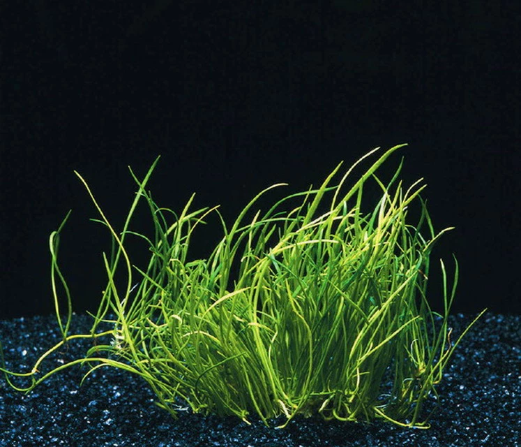 Mauritius-Graspflanze / Lilaeopsis Mauritiana Im Topf 3 Mauritius-Graspflanze / Lilaeopsis Mauritiana Im Topf