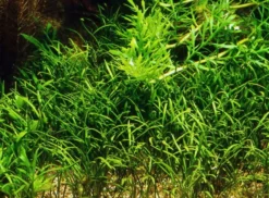 Mauritius-Graspflanze / Lilaeopsis Mauritiana Im Topf 5 Mauritius-Graspflanze / Lilaeopsis Mauritiana Im Topf -Hobby || DENNERLE || Flamingo Verkäufe T040B T 1 2