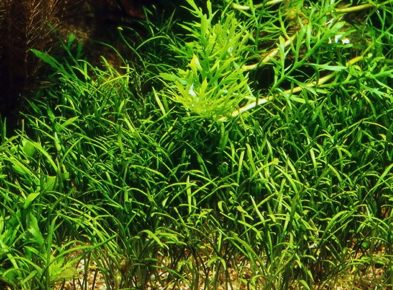 Mauritius-Graspflanze / Lilaeopsis Mauritiana Im Topf 4 Mauritius-Graspflanze / Lilaeopsis Mauritiana Im Topf – Bild 2