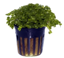 Kleines Südliches Fettblatt / Bacopa Australis 5 Kleines Südliches Fettblatt / Bacopa Australis -Hobby || DENNERLE || Flamingo Verkäufe T043A T 1 3