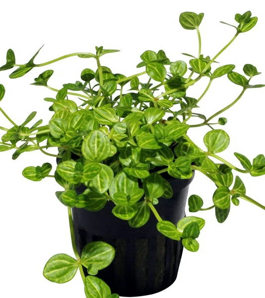 Rundblättriges Büchsenkraut WEISS-GRÜN Im Topf / Lindernia Rotundifolia 'Variegated' 3 Rundblättriges Büchsenkraut WEISS-GRÜN Im Topf / Lindernia Rotundifolia 'Variegated'